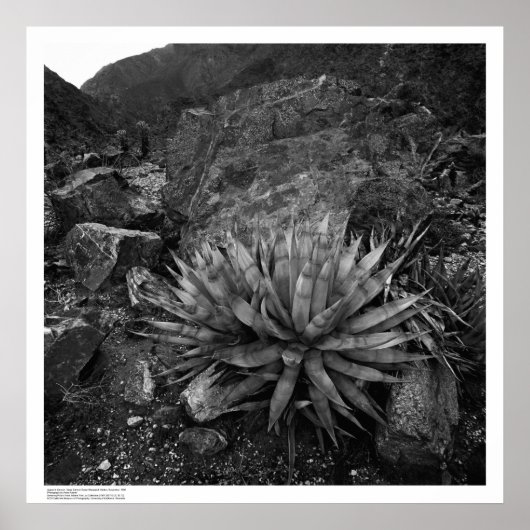 Agave in Deep Canyon Desert Research Station Poster (Voorkant)