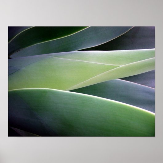 Agave Leaves Poster (Voorkant)