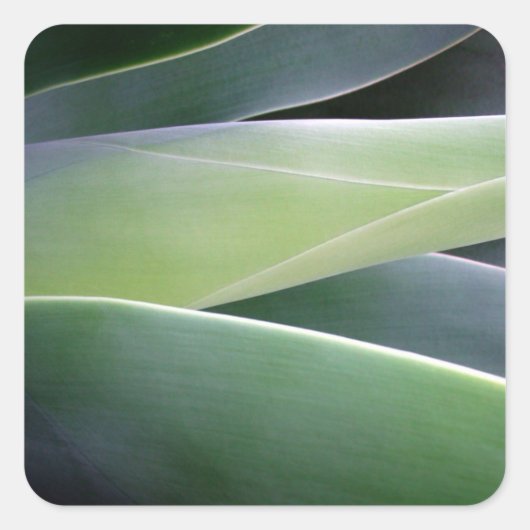 Agave Leaves Vierkante Sticker (Voorkant)