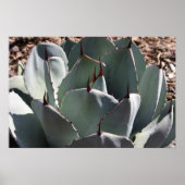 Agave parryi poster (Voorkant)
