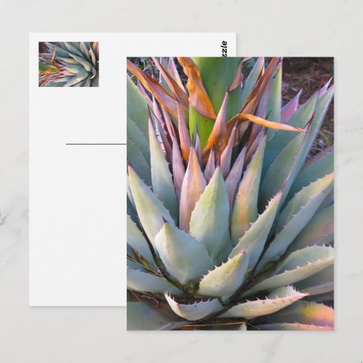 Agave plant Briefkaart (Voorkant / Achterkant)