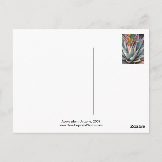 Agave plant Briefkaart (Achterkant)