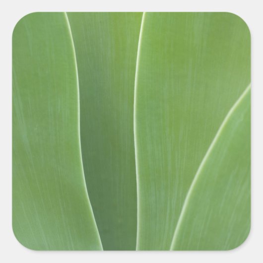 Agave Plant Close-up Vierkante Sticker (Voorkant)