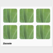 Agave Plant Close-up Vierkante Sticker (Vel)