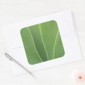 Agave Plant Close-up Vierkante Sticker (Envelop)