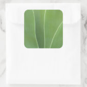 Agave Plant Close-up Vierkante Sticker (Tas)