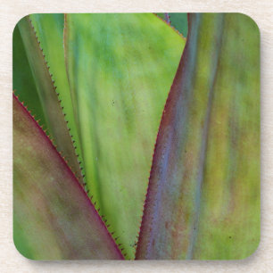 Agave Plant Detail Bier Onderzetter