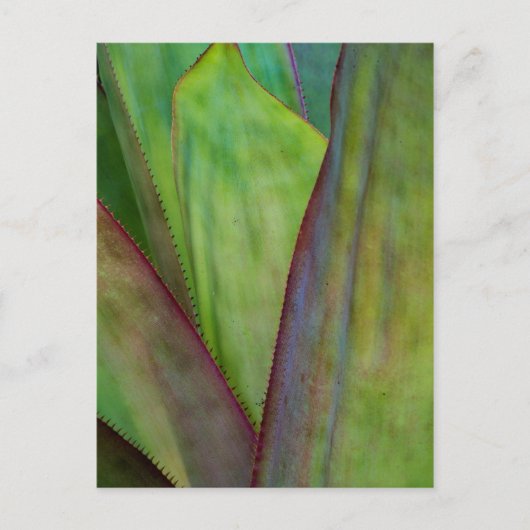 Agave Plant Detail Briefkaart (Voorkant)