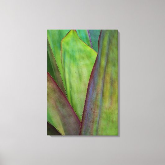 Agave Plant Detail Canvas Afdruk (Voorkant)