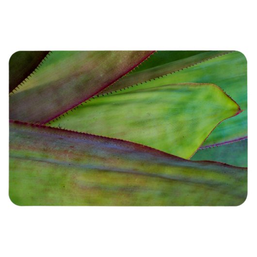 Agave Plant Detail Magneet (Horizontaal)