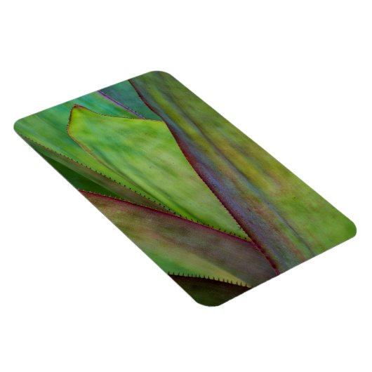 Agave Plant Detail Magneet (Rechterzijde)