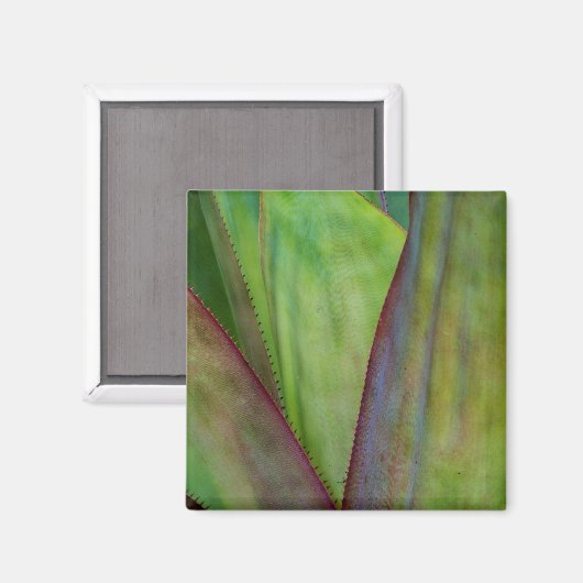 Agave Plant Detail Magneet (Voorkant / Achterkant)