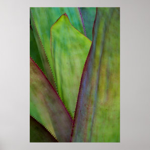 Agave Plant Detail Poster