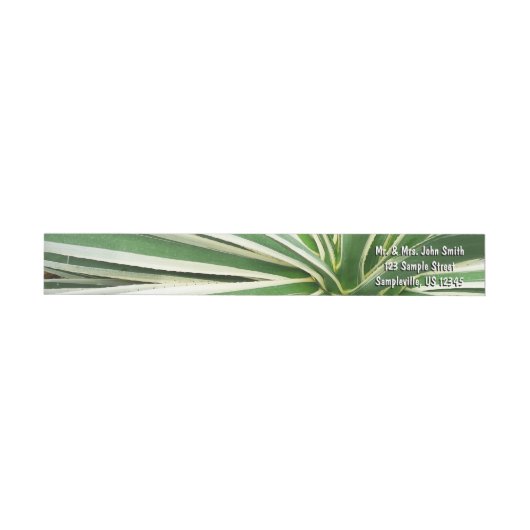 Agave Plant Green en White Striped (Individueel)