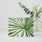 Agave Plant Green en White Striped Briefkaart (Staand voorkant)