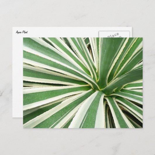 Agave Plant Green en White Striped Briefkaart (Voorkant / Achterkant)