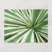Agave Plant Green en White Striped Briefkaart (Voorkant)