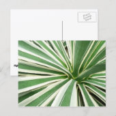 Agave Plant Green en White Striped Briefkaart (Voorkant / Achterkant)