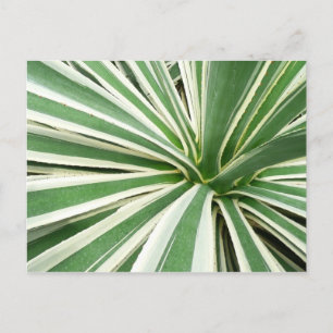 Agave Plant Green en White Striped Briefkaart