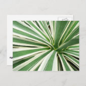 Agave Plant Green en White Striped Briefkaart (Voorkant / Achterkant)