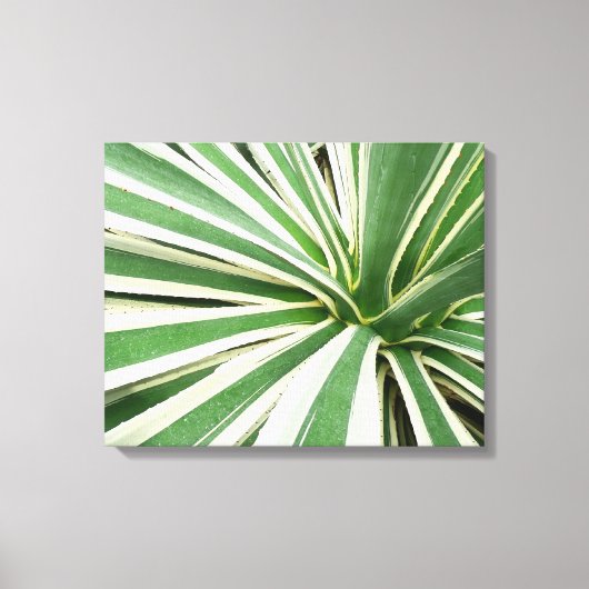 Agave Plant Green en White Striped Canvas Afdruk (Voorkant)
