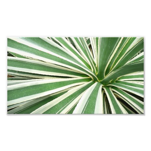 Agave Plant Green en White Striped Foto Afdruk (Voorkant)