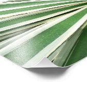 Agave Plant Green en White Striped Foto Afdruk (Hoek)