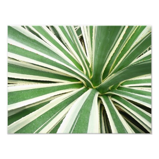 Agave Plant Green en White Striped Foto Afdruk (Voorkant)