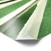 Agave Plant Green en White Striped Foto Afdruk (Hoek)