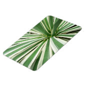 Agave Plant Green en White Striped Magneet (Linkerzijde)