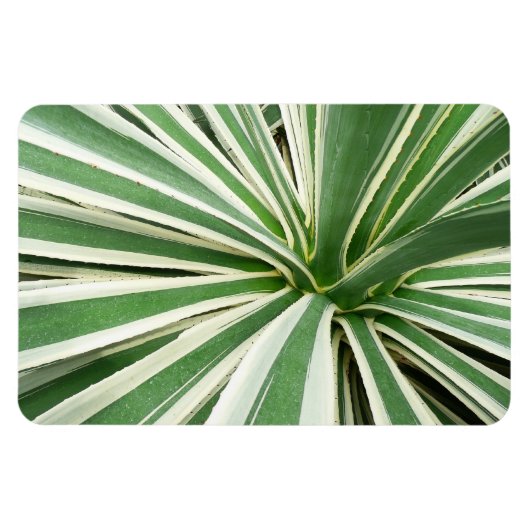 Agave Plant Green en White Striped Magneet (Horizontaal)