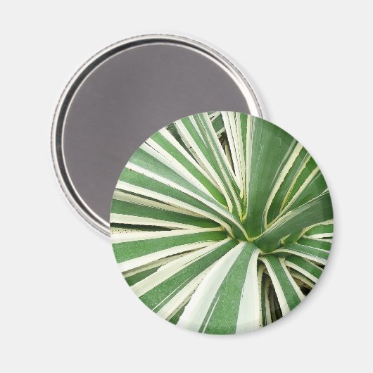 Agave Plant Green en White Striped Magneet (Voorkant / Achterkant)