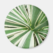 Agave Plant Green en White Striped Magneet (Voorkant)