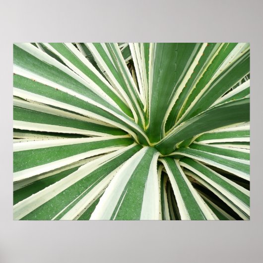 Agave Plant Green en White Striped Poster (Voorkant)