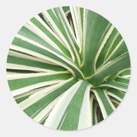 Agave Plant Green en White Striped Ronde Sticker (Voorkant)