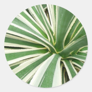 Agave Plant Green en White Striped Ronde Sticker