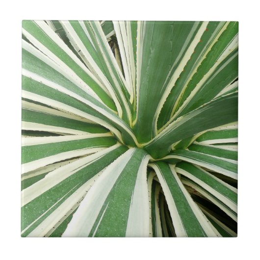 Agave Plant Green en White Striped Tegeltje (Voorkant)