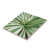 Agave Plant Green en White Striped Tegeltje (Zijkant)