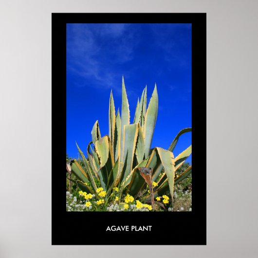Agave Plant Poster, afdrukken Poster (Voorkant)