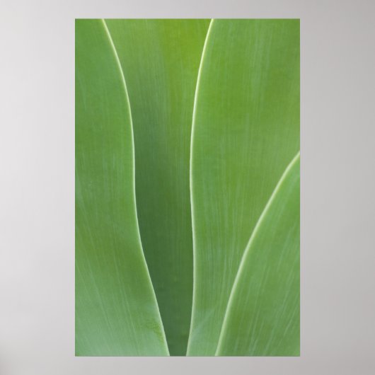 Agave Plant sluiten Poster (Voorkant)