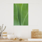 Agave Plant sluiten Poster (Keuken)