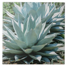 Agave Plant Succulent Blue Cacti botanische woesti Tegeltje