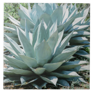 Agave Plant Succulent Blue Cacti botanische woesti Tegeltje