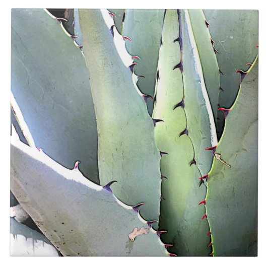 Agave Plant Succulent Blue Cacti botanische woesti Tegeltje (Voorkant)
