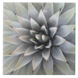 Agave Plant Succulent Blue Cacti botanische woesti Tegeltje