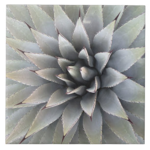 Agave Plant Succulent Blue Cacti botanische woesti Tegeltje