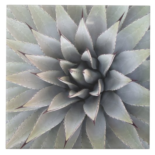 Agave Plant Succulent Blue Cacti botanische woesti Tegeltje (Voorkant)