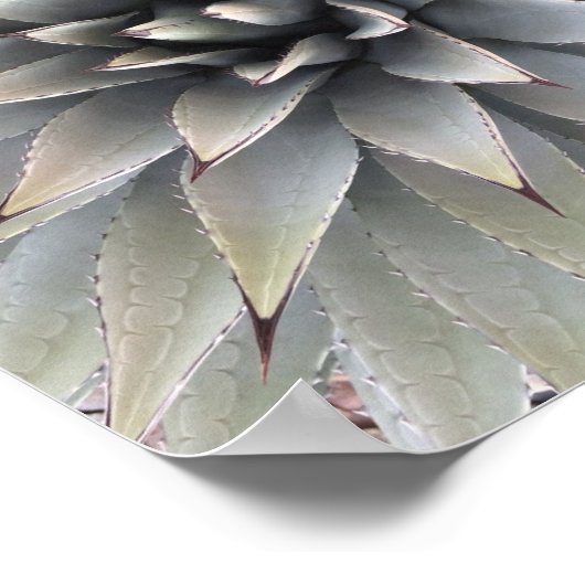 Agave Plant Succulent Blue Cacti Tequila woestijn Poster (Hoek)