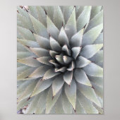 Agave Plant Succulent Blue Cacti Tequila woestijn Poster (Voorkant)