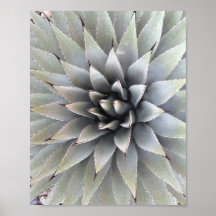 Agave Plant Succulent Blue Cacti Tequila woestijn
